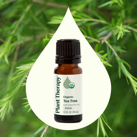 Plant Therapy Aceite esencial de árbol de té orgánico 10ml