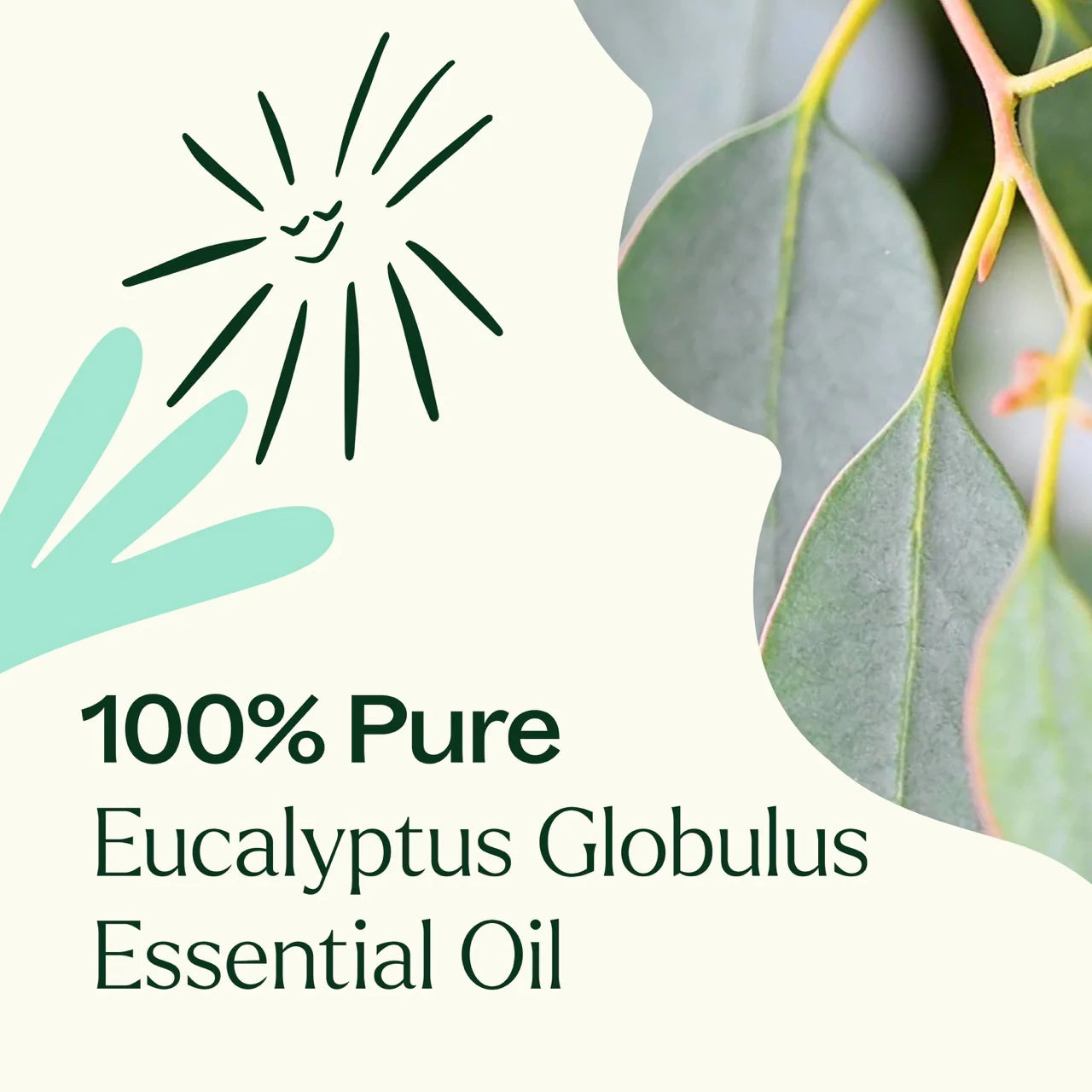 Plant Therapy Aceite esencial de eucalipto globulus 30ml