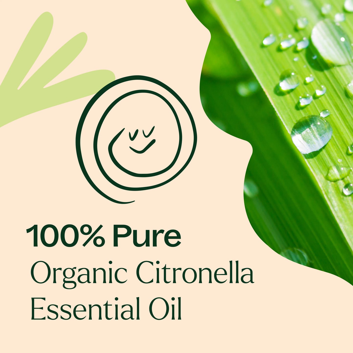 Plant Therapy Aceite esencial de citronela orgánico 10ml
