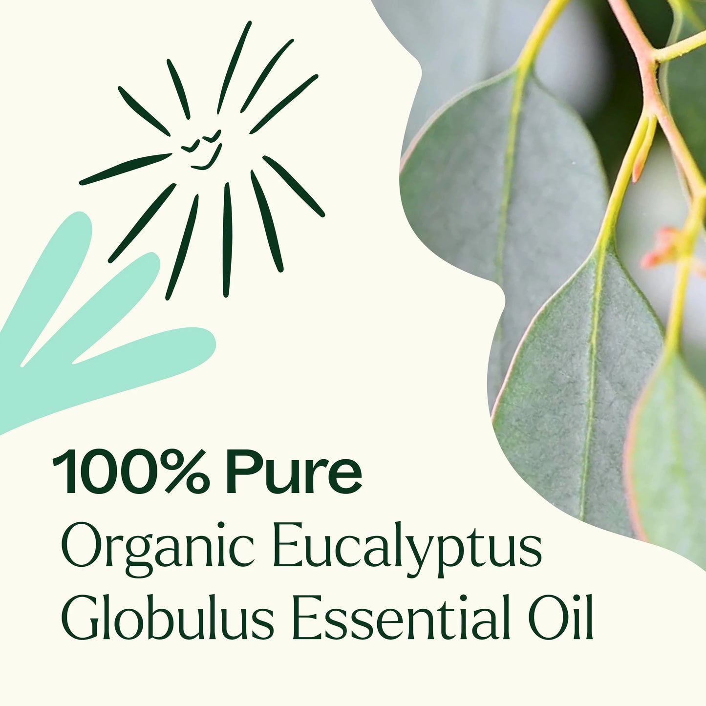Plant Therapy Aceite Esencial De Eucalipto Orgánico 10ml