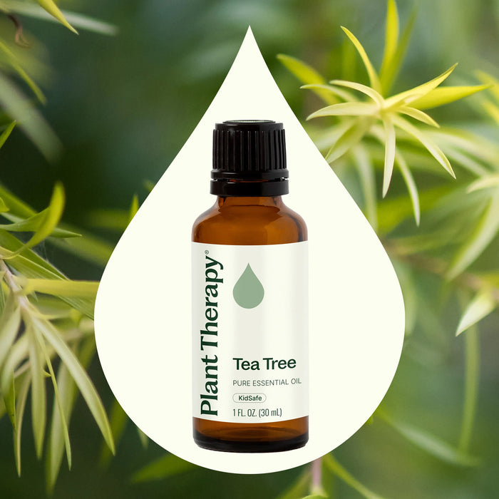Plant Therapy Aceite Esencial De Arbol De Te 30ml
