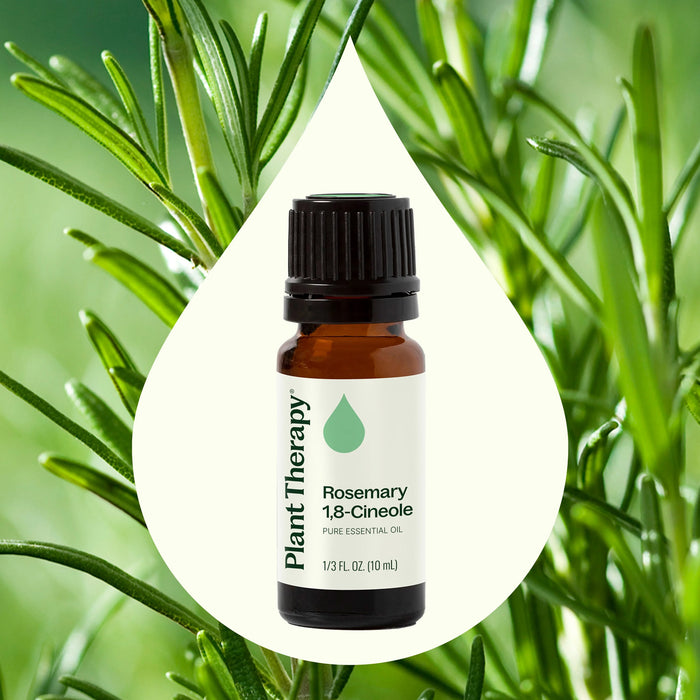 Plant Therapy Aceite Esencial de Romero 1,8-cineol 10ml