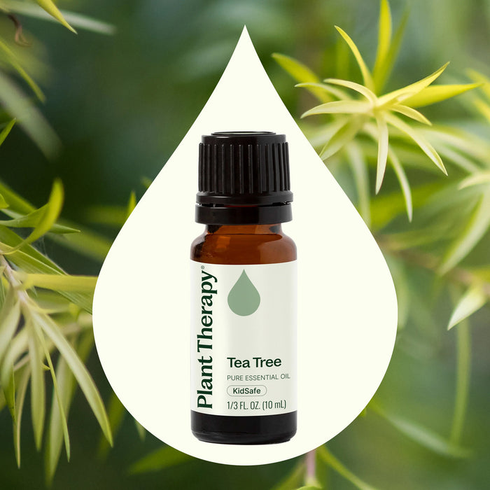 Plant Therapy Aceite Esencial De Árbol De Té 10ml