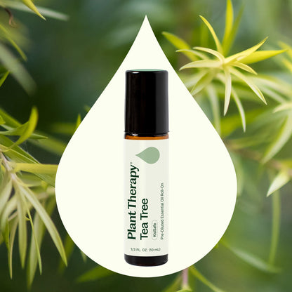 Plant Therapy Roll-on prediluido de aceite esencial de árbol de té 10ml